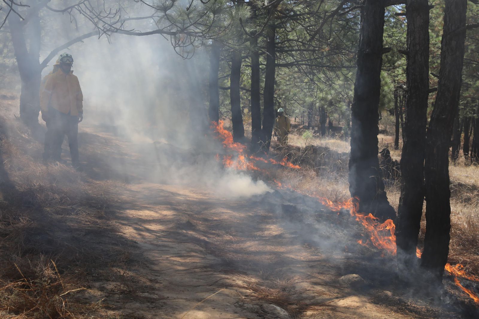 Michoacán cierra temporada de incendios con más de 62 mil hectáreas de bosque rescatadas: ARB Michoacán cierra temporada de incendios con más de 62 mil hectáreas de bosque rescatadas: ARB