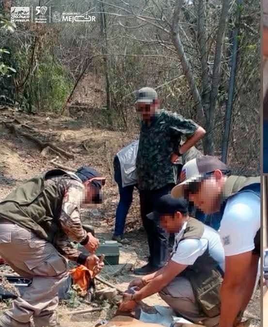 Apoya Zoológico de Morelia con traslado y resguardo de venados decomisados Apoya Zoológico de Morelia con traslado y resguardo de venados decomisados
