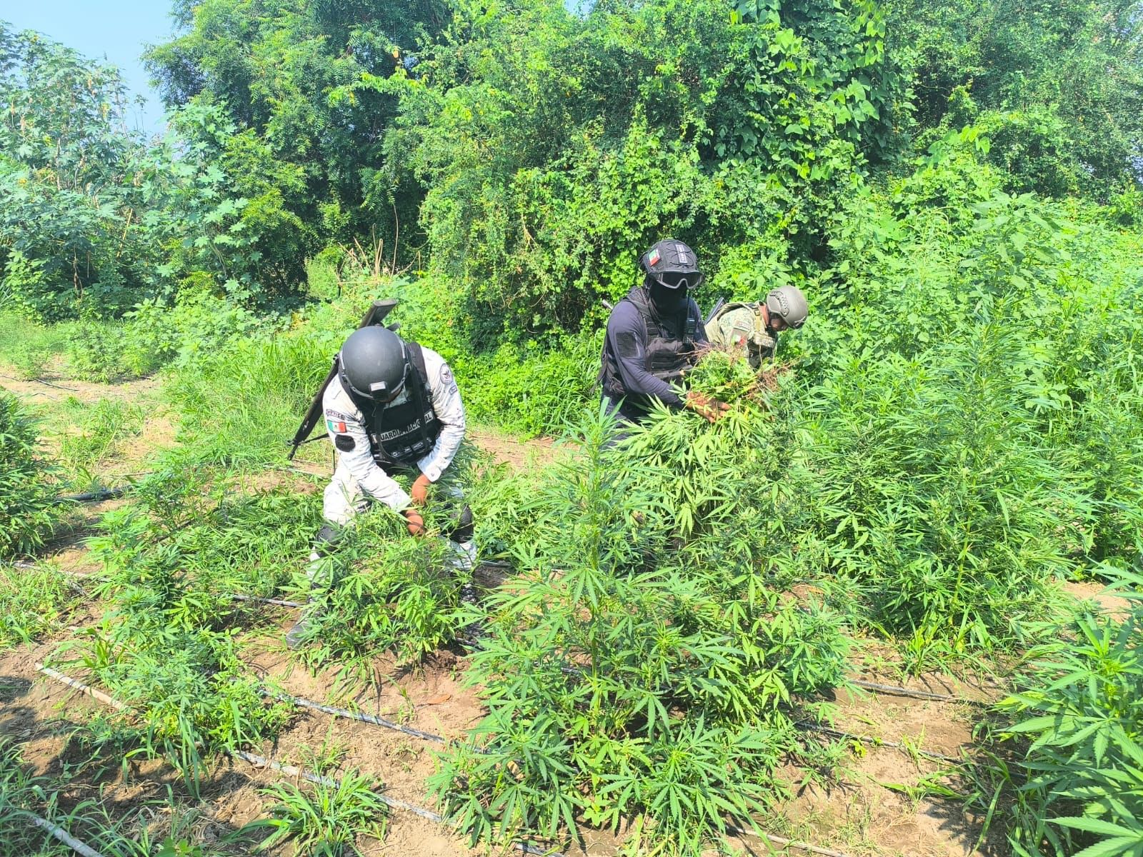 Tras operativo, SSP incinera en Parácuaro plantío con 9 mil plantas de marihuana Tras operativo, SSP incinera en Parácuaro plantío con 9 mil plantas de marihuana