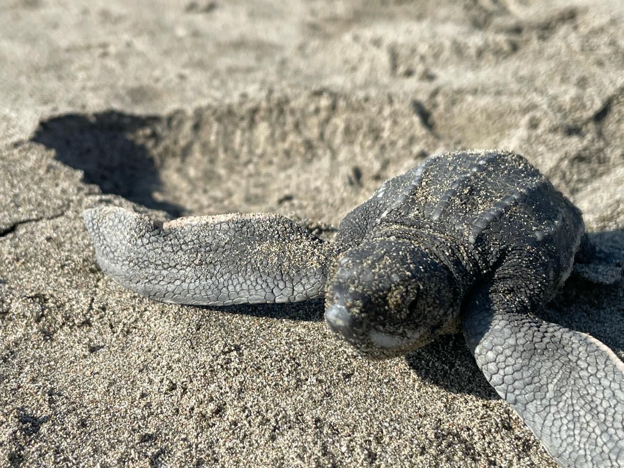 Playas michoacanas ven nacer 5 millones de crías de tortugas marinas: Compesca Playas michoacanas ven nacer 5 millones de crías de tortugas marinas: Compesca