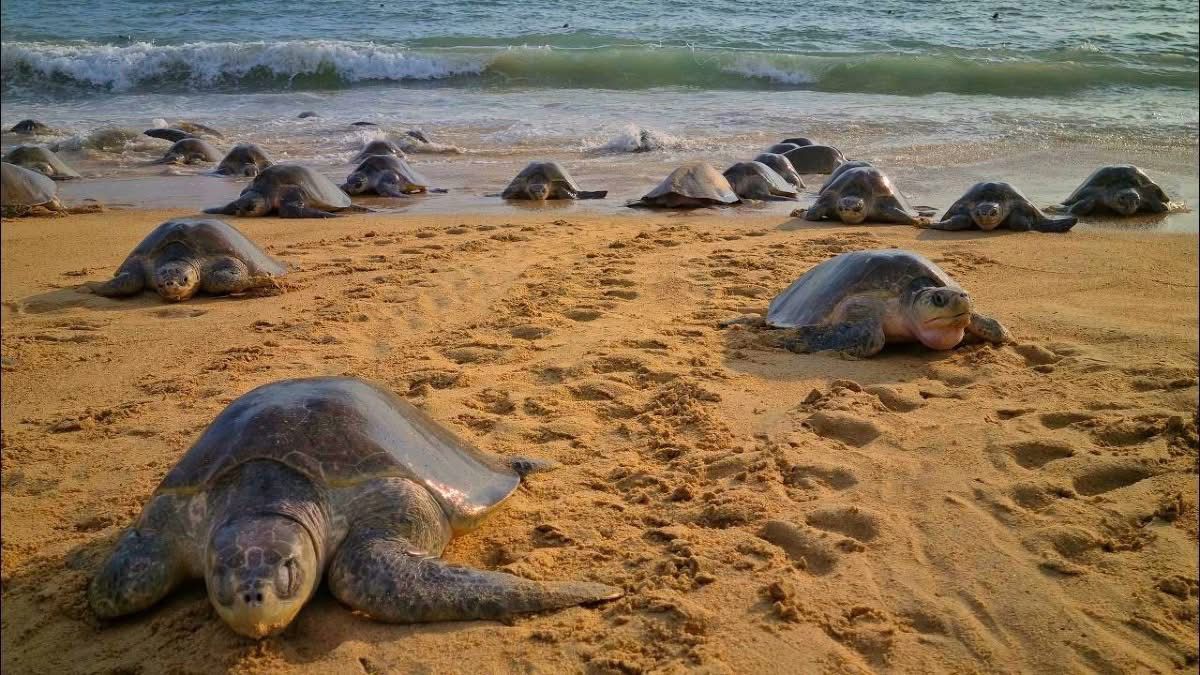 Playas de Michoacán, escenario de migración y nacimiento de tortugas marinas: Sectur Playas de Michoacán, escenario de migración y nacimiento de tortugas marinas: Sectur