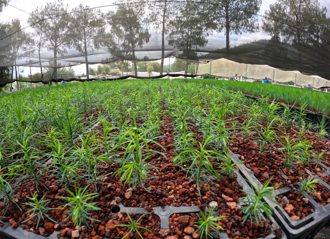 Hoy cierra plazo para solicitar plantas para reforestar: Cofom