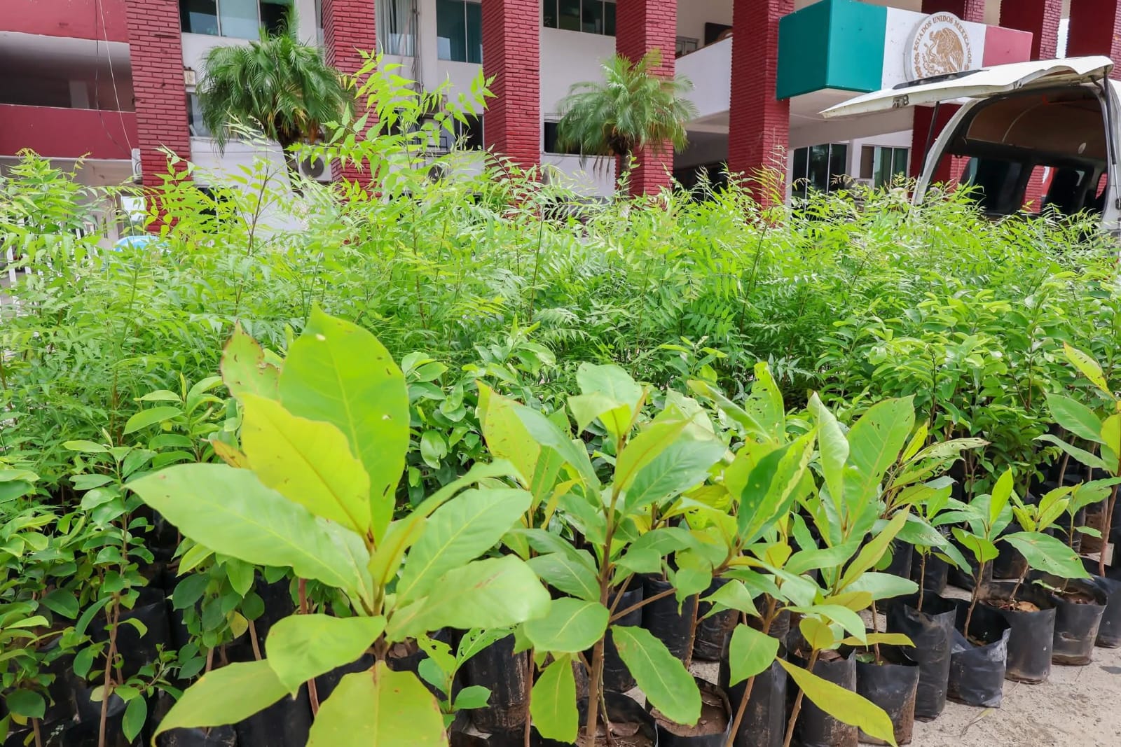 Hoy entrega masiva de plantas del vivero Municipal, en Lázaro Cárdenas Hoy entrega masiva de plantas del vivero Municipal, en Lázaro Cárdenas