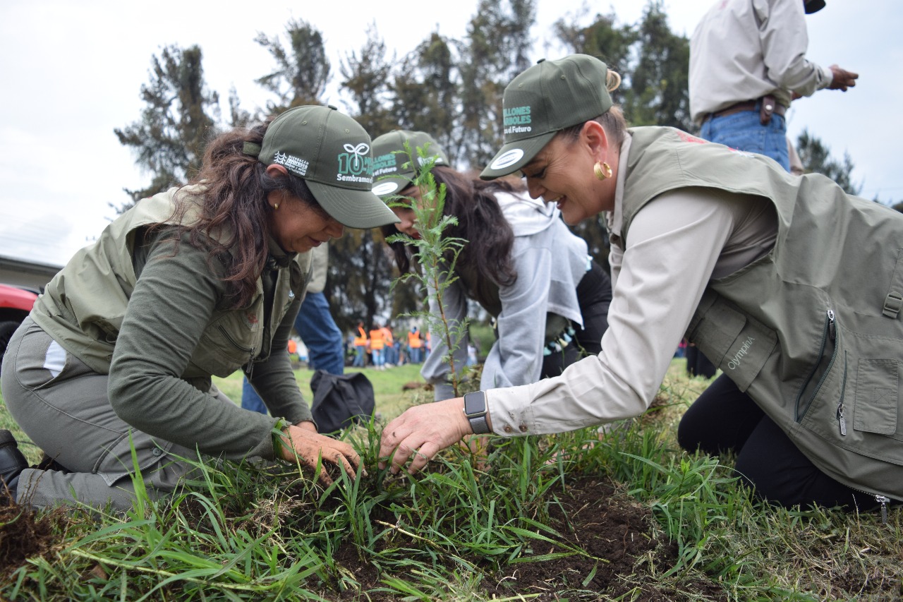 Reforestación, pilar fundamental para restauración de suelos forestales: Cofom