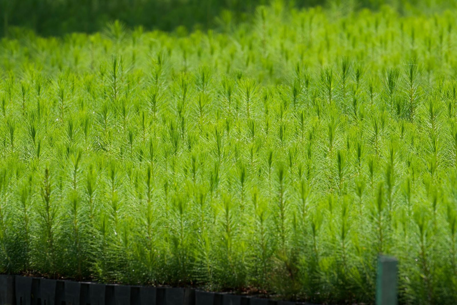 Viveros del estado con producción histórica de plantas para reforestar: ARB Viveros del estado con producción histórica de plantas para reforestar: ARB