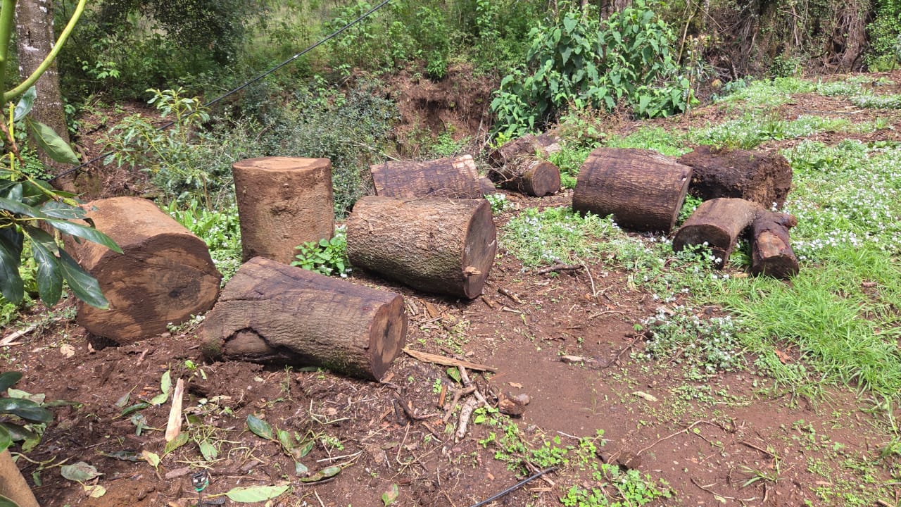 Ejecuta FGE cateo en predio con vocación forestal, en Tacámbaro; detectan tala ilegal y cultivos no autorizados Ejecuta FGE cateo en predio con vocación forestal, en Tacámbaro; detectan tala ilegal y cultivos no autorizados