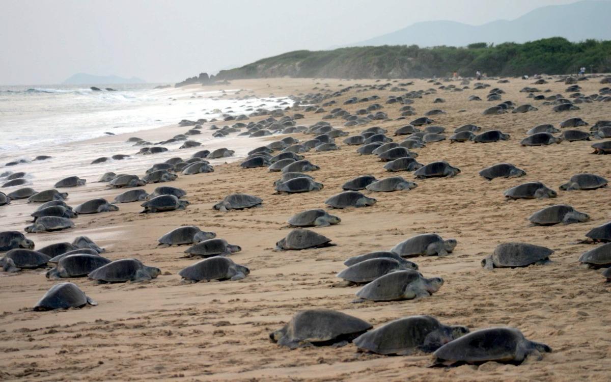 Michoacán, hogar de la tortuga marina; arranca temporada de protección y conservación Michoacán, hogar de la tortuga marina; arranca temporada de protección y conservación