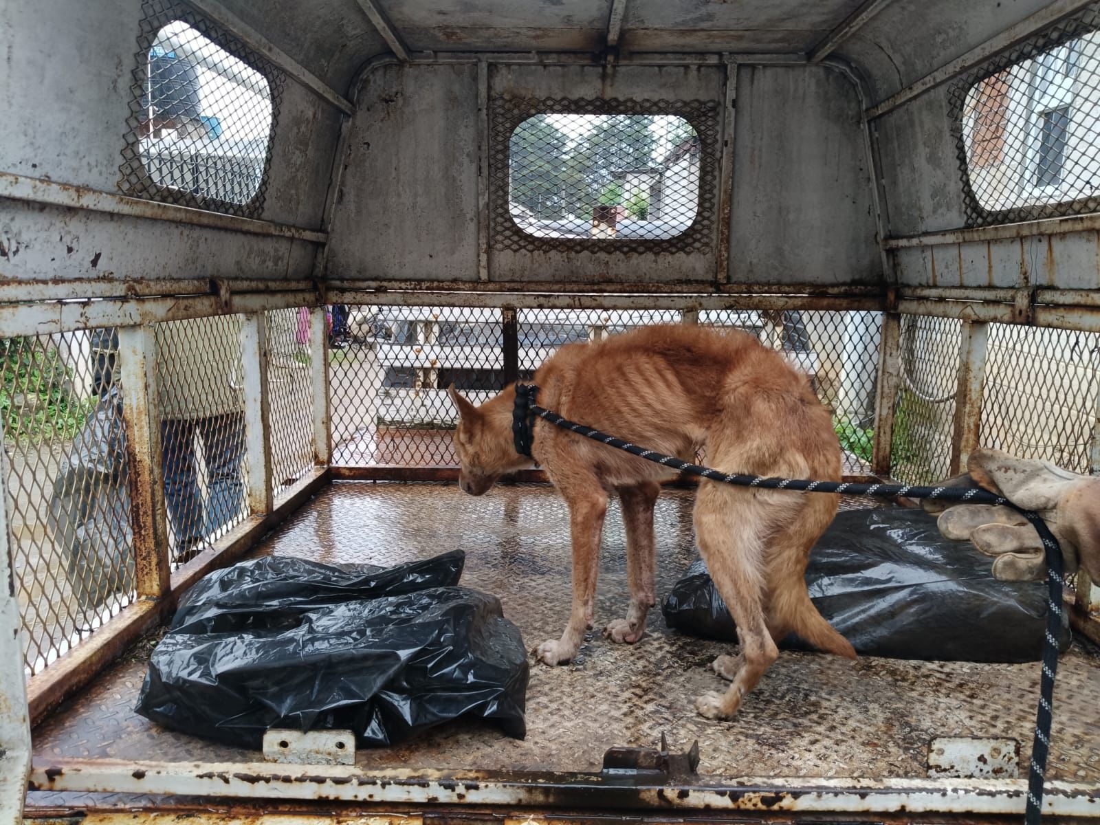 Catea Fiscalía General un domicilio en Zitácuaro y rescata un perro en condiciones de maltrato Catea Fiscalía General un domicilio en Zitácuaro y rescata un perro en condiciones de maltrato