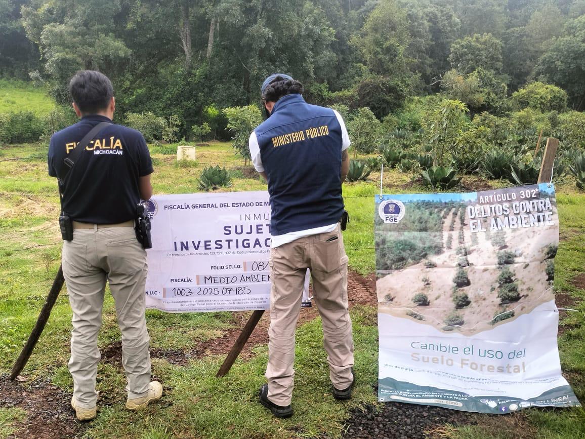 En Acuitzio, cumplimenta FGE orden de cateo en predio relacionado con delitos contra el ambiente; se detectaron plantaciones ilegales y tocones de árboles