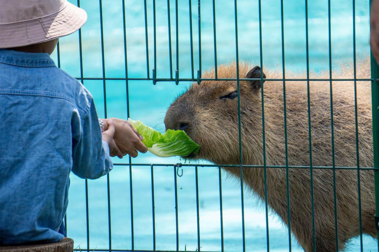 Escápate al zoológico y vive un verano inolvidable; conoce su horario de temporada Escápate al zoológico y vive un verano inolvidable; conoce su horario de temporada