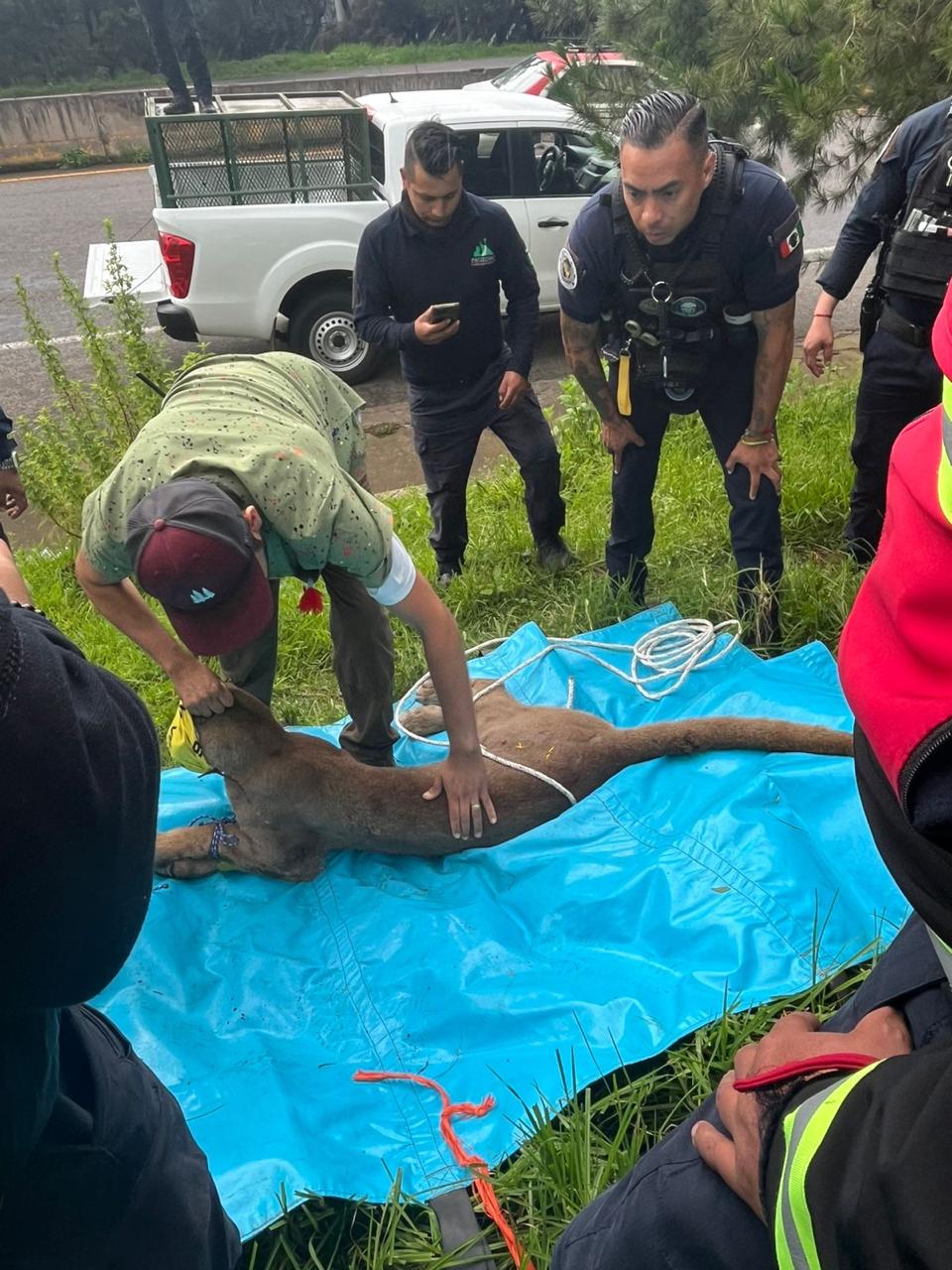 Localizado y en resguardo ejemplar de puma reportado, en Pátzcuaro