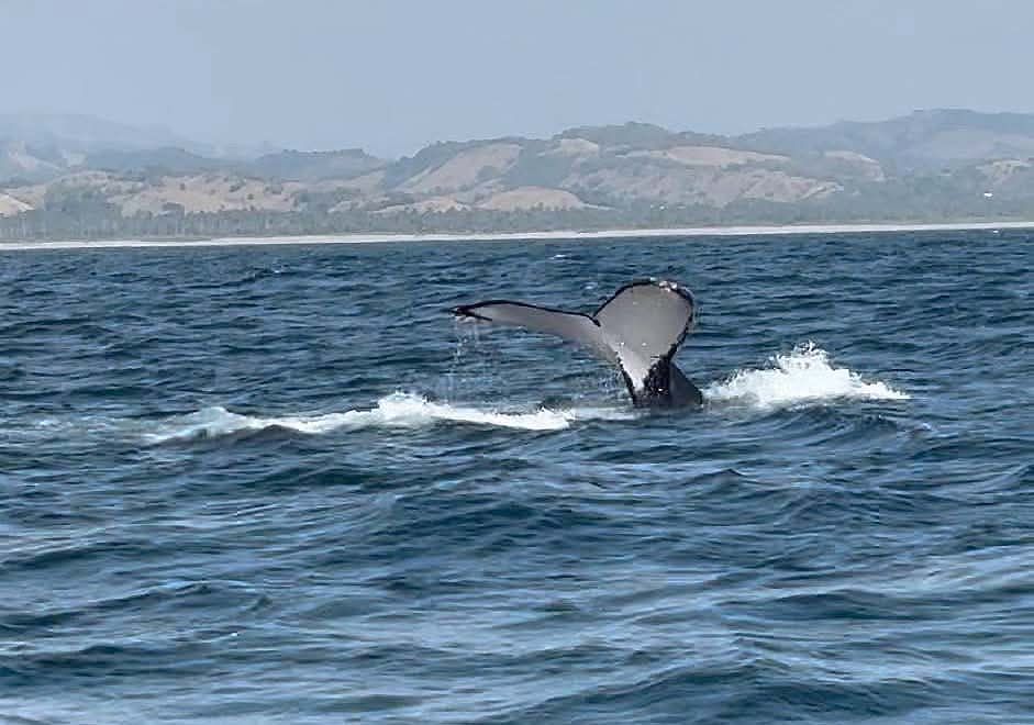 Avistamiento de ballenas en Michoacán será bajo norma oficial de Semarnat: ARB Avistamiento de ballenas en Michoacán será bajo norma oficial de Semarnat: ARB