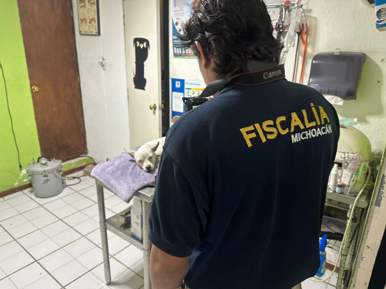 Investiga Fiscalía General hechos registrados al Norte de Morelia, por el delito de crueldad animal Investiga Fiscalía General hechos registrados al Norte de Morelia, por el delito de crueldad animal