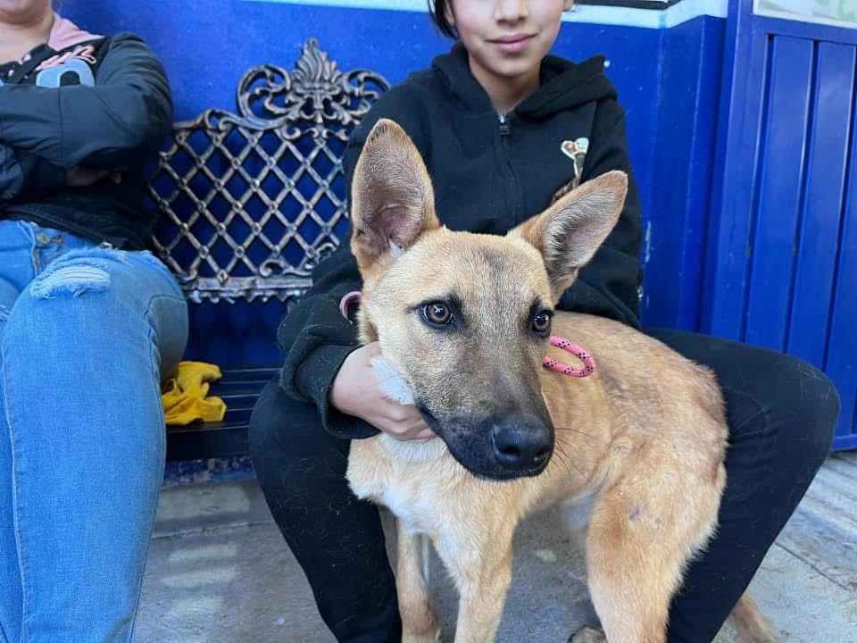 Icatmi impulsa bienestar animal con el curso de Estética Canina Básica Icatmi impulsa bienestar animal con el curso de Estética Canina Básica