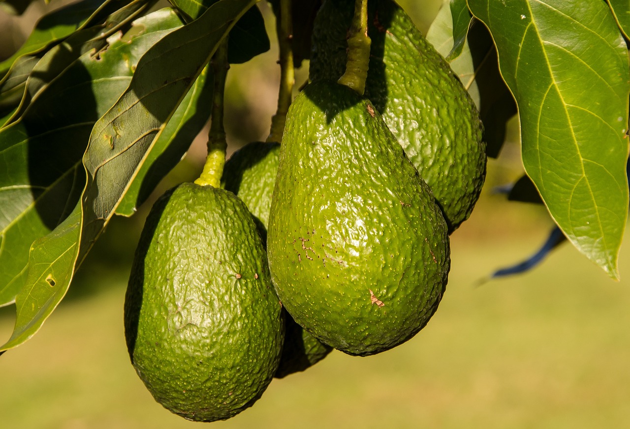 Aplicará la Profepa en Michoacán la primera reparación del daño por cambio de uso de suelo para aguacate en el país Aplicará la Profepa en Michoacán la primera reparación del daño por cambio de uso de suelo para aguacate en el país