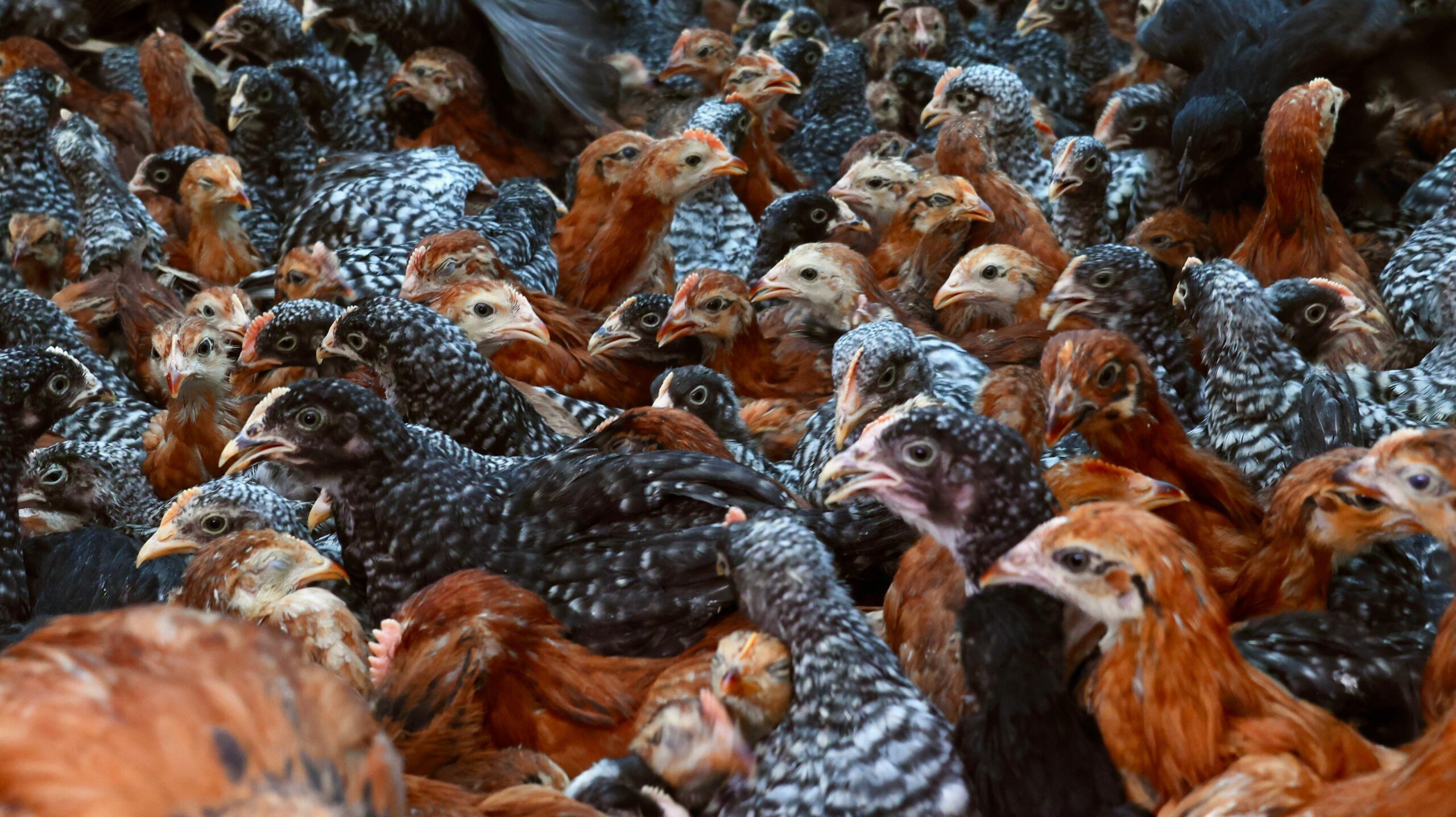 Sader entrega 12 mil aves y hongos seta para la producción de alimentos en Michoacán Sader entrega 12 mil aves y hongos seta para la producción de alimentos en Michoacán