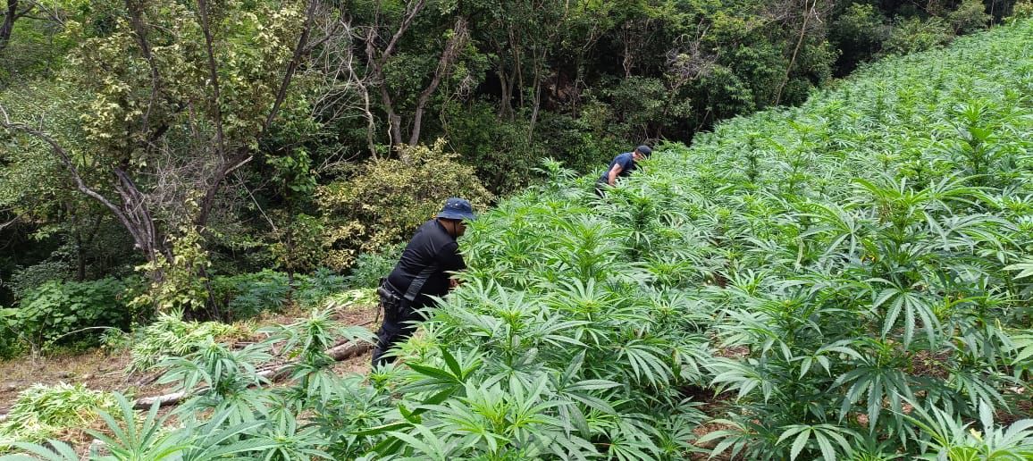 En Tuzantla, SSP y Defensa incineran más de mil 820 kilogramos de marihuana En Tuzantla, SSP y Defensa incineran más de mil 820 kilogramos de marihuana