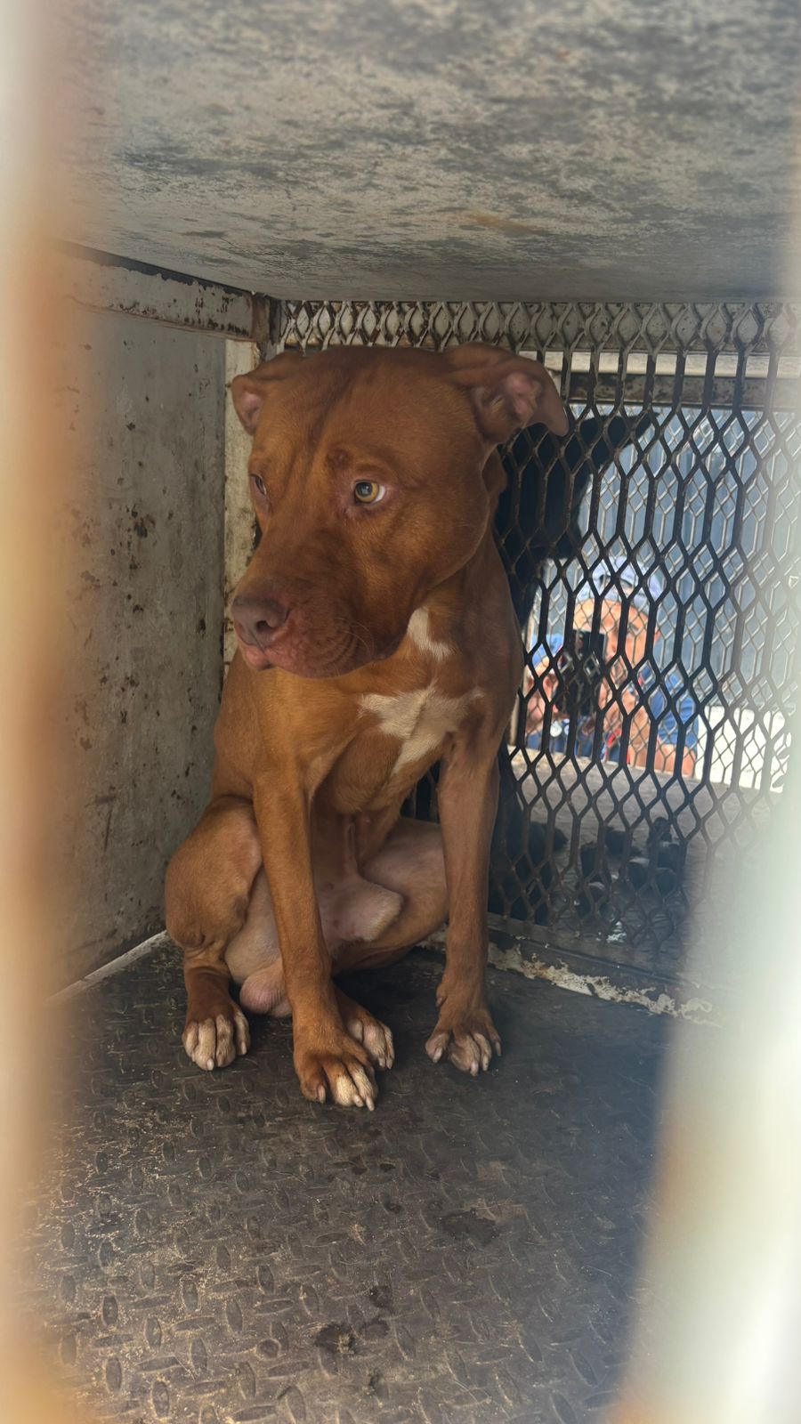 Rescata FGE a dos caninos en Morelia, tras denuncia por maltrato animal