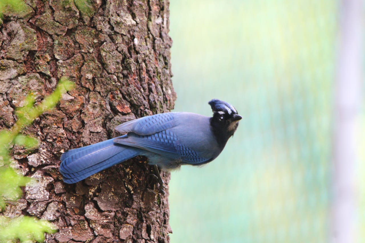 Rancho Viejo reúne a especialistas en aves para promover conservación Rancho Viejo reúne a especialistas en aves para promover conservación