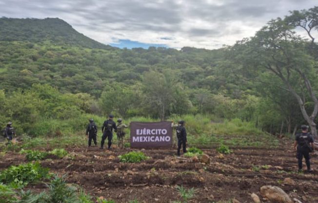 Aseguradas y destruidas 7 toneladas de marihuana en Turicato: SSP