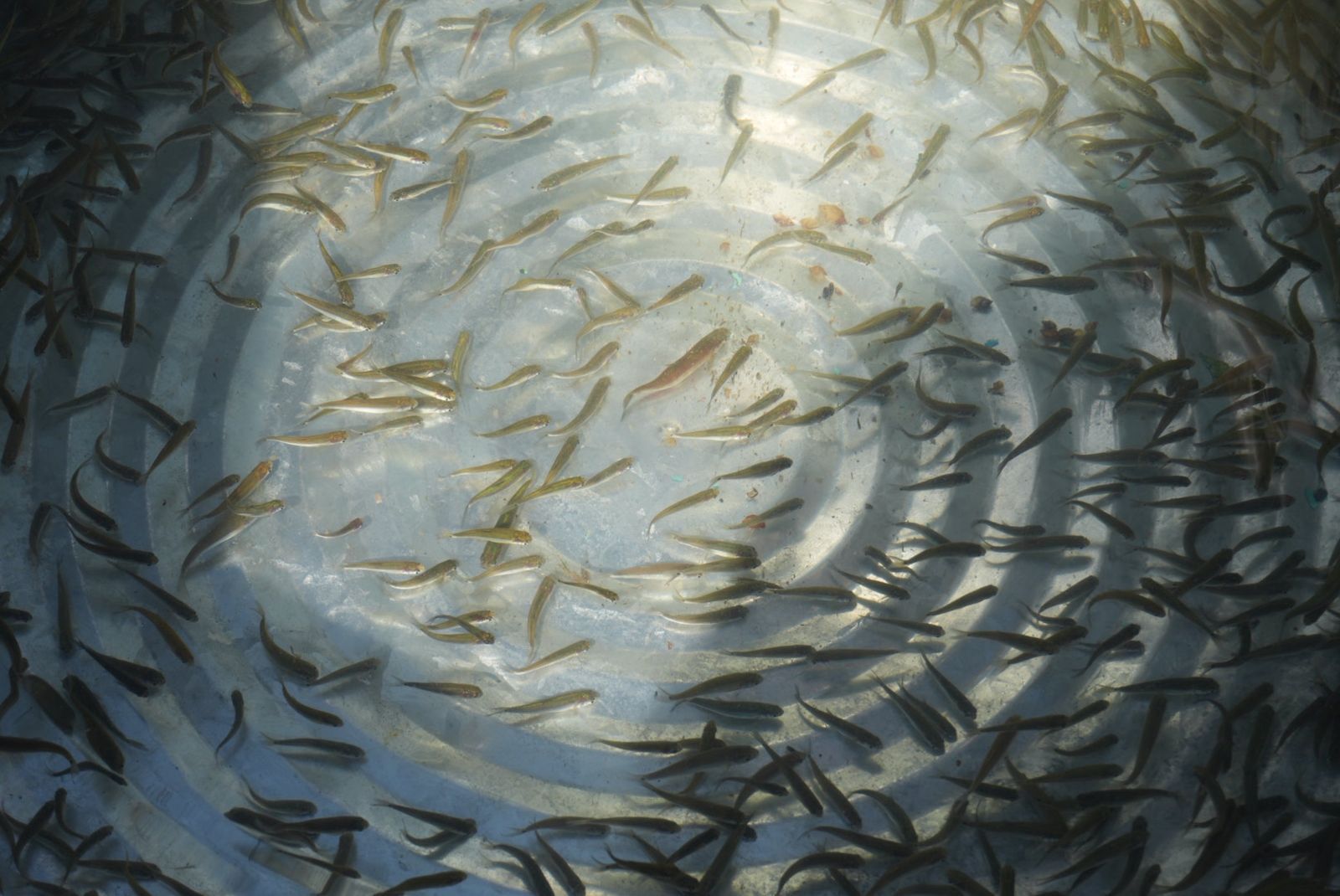 Más de 80 mil peces liberados en el lago de Pátzcuaro como parte del plan de conservación: ARB Más de 80 mil peces liberados en el lago de Pátzcuaro como parte del plan de conservación: ARB