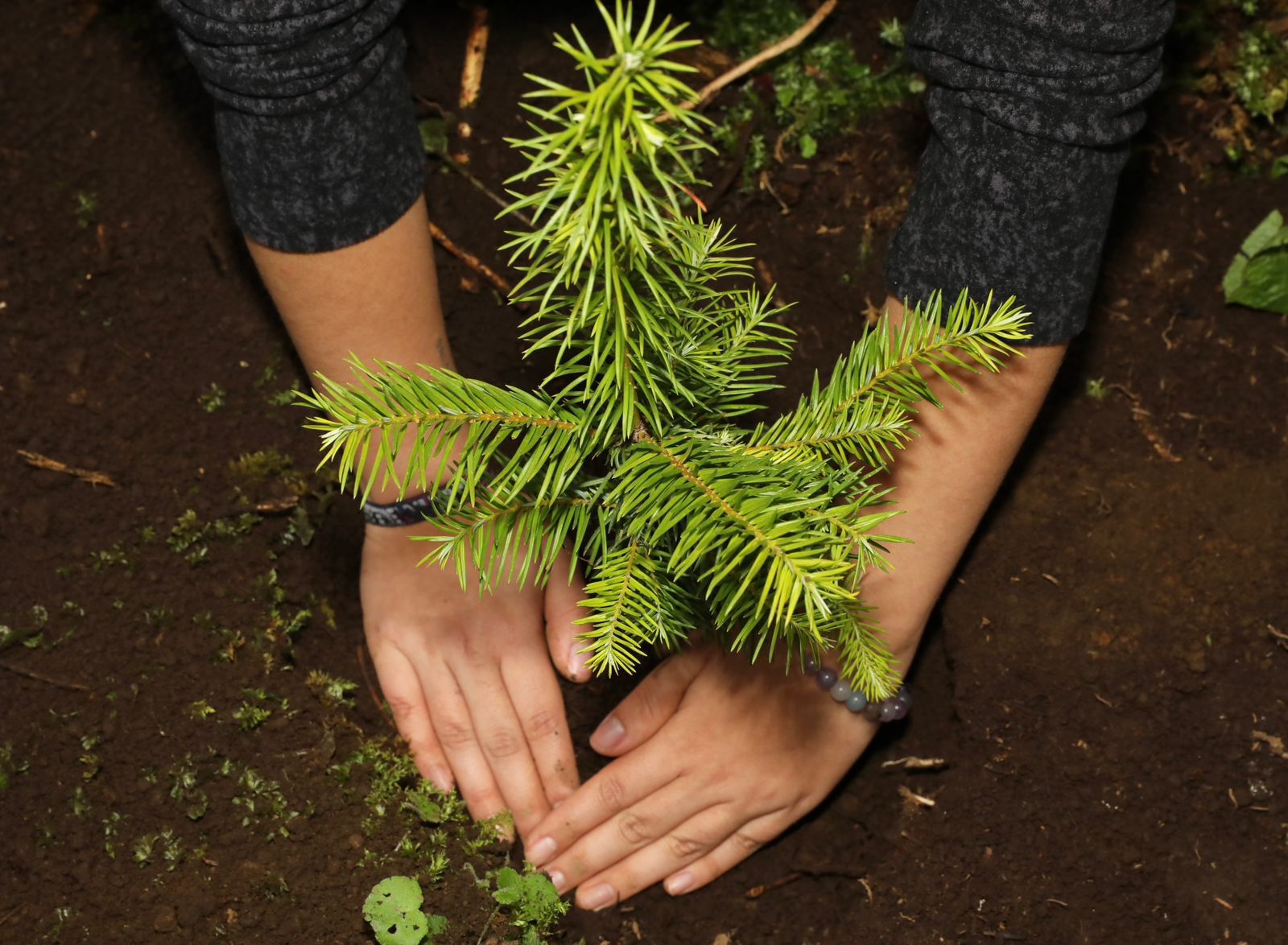 Reforestadas más de 2 mil hectáreas en la Reserva de la Biosfera de la Mariposa Monarca Reforestadas más de 2 mil hectáreas en la Reserva de la Biosfera de la Mariposa Monarca