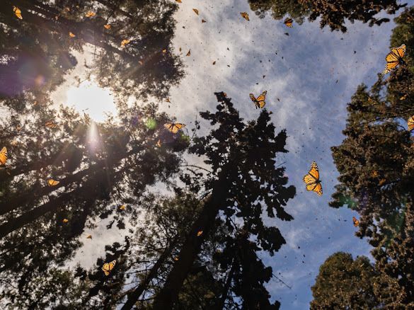 Santuarios de la Mariposa Monarca, de los imperdibles en Michoacán
