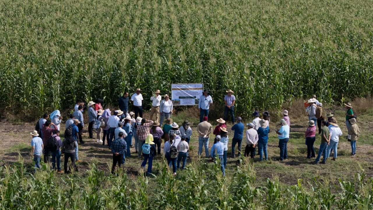 Productores y escuelas rurales reciben apoyo de maíz con alto contenido proteico: Sader Productores y escuelas rurales reciben apoyo de maíz con alto contenido proteico: Sader