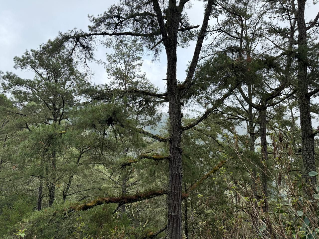 Secma inicia rescate del Pino de Coalcomán, especie única en el mundo