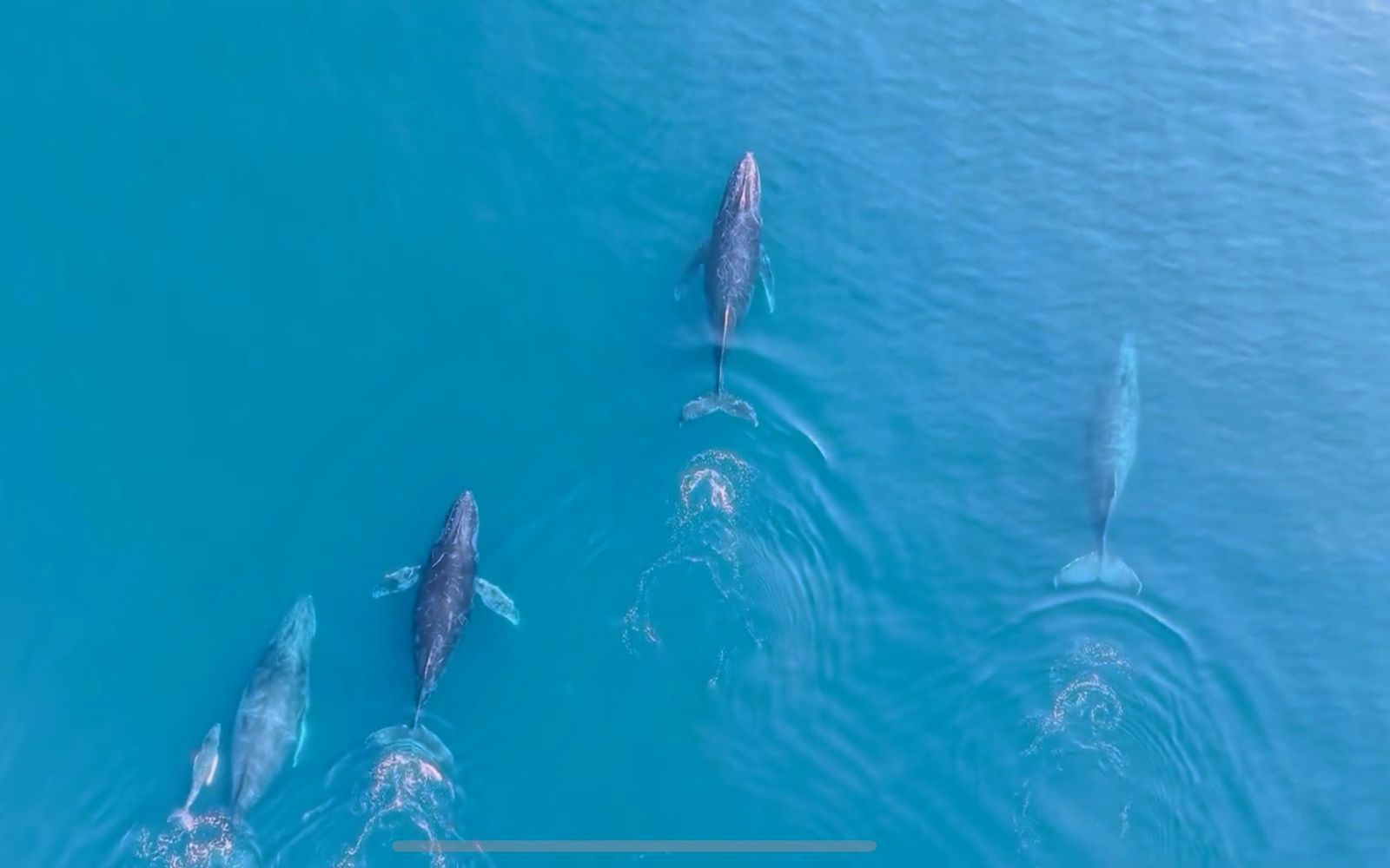 Regresan las ballenas jorobadas al Pacífico michoacano: Compesca Regresan las ballenas jorobadas al Pacífico michoacano: Compesca