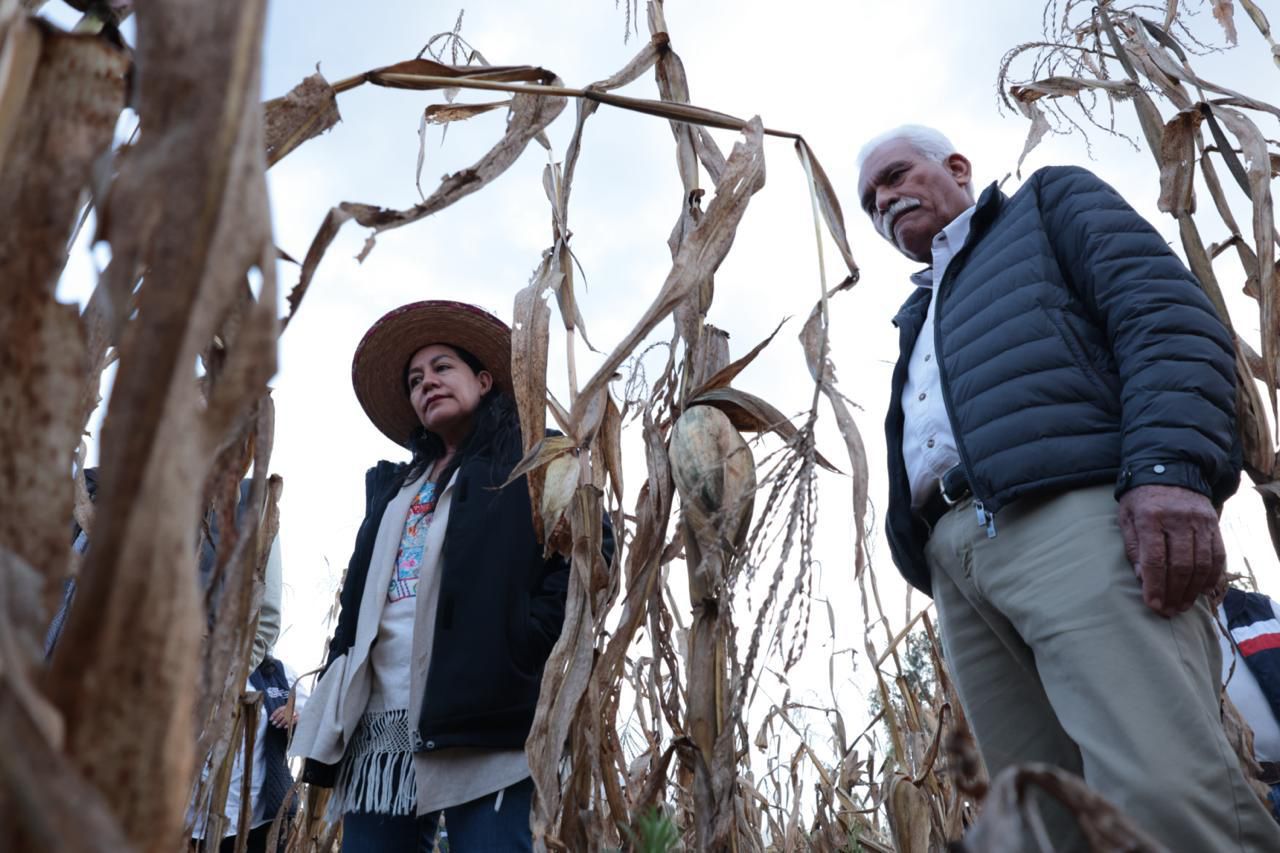 Programas federales beneficiarán al campo michoacano en 2026: Sader Programas federales beneficiarán al campo michoacano en 2026: Sader