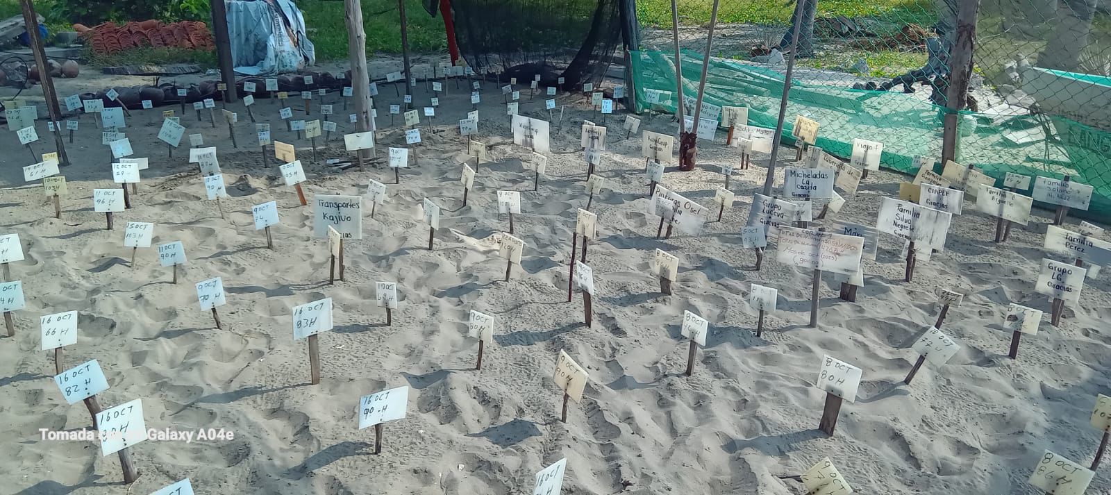 Campamentos tortugueros liberan más de 500 mil crías en un mes: Compesca