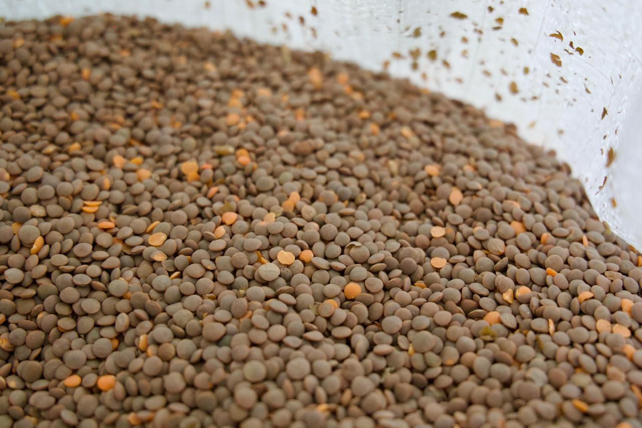Lenteja michoacana se venderá en 25 mil tiendas del Bienestar en todo el país: Sader