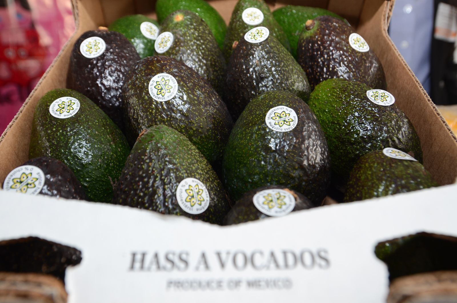 Michoacán avanza hacia la Indicación Geográfica del Aguacate para 2026: Sedeco