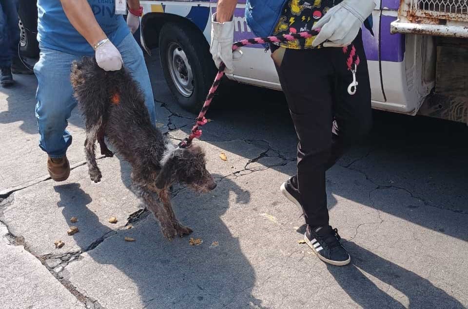 Rescata FGE a 60 ejemplares caninos en situación de maltrato animal en el Centro Histórico de Morelia