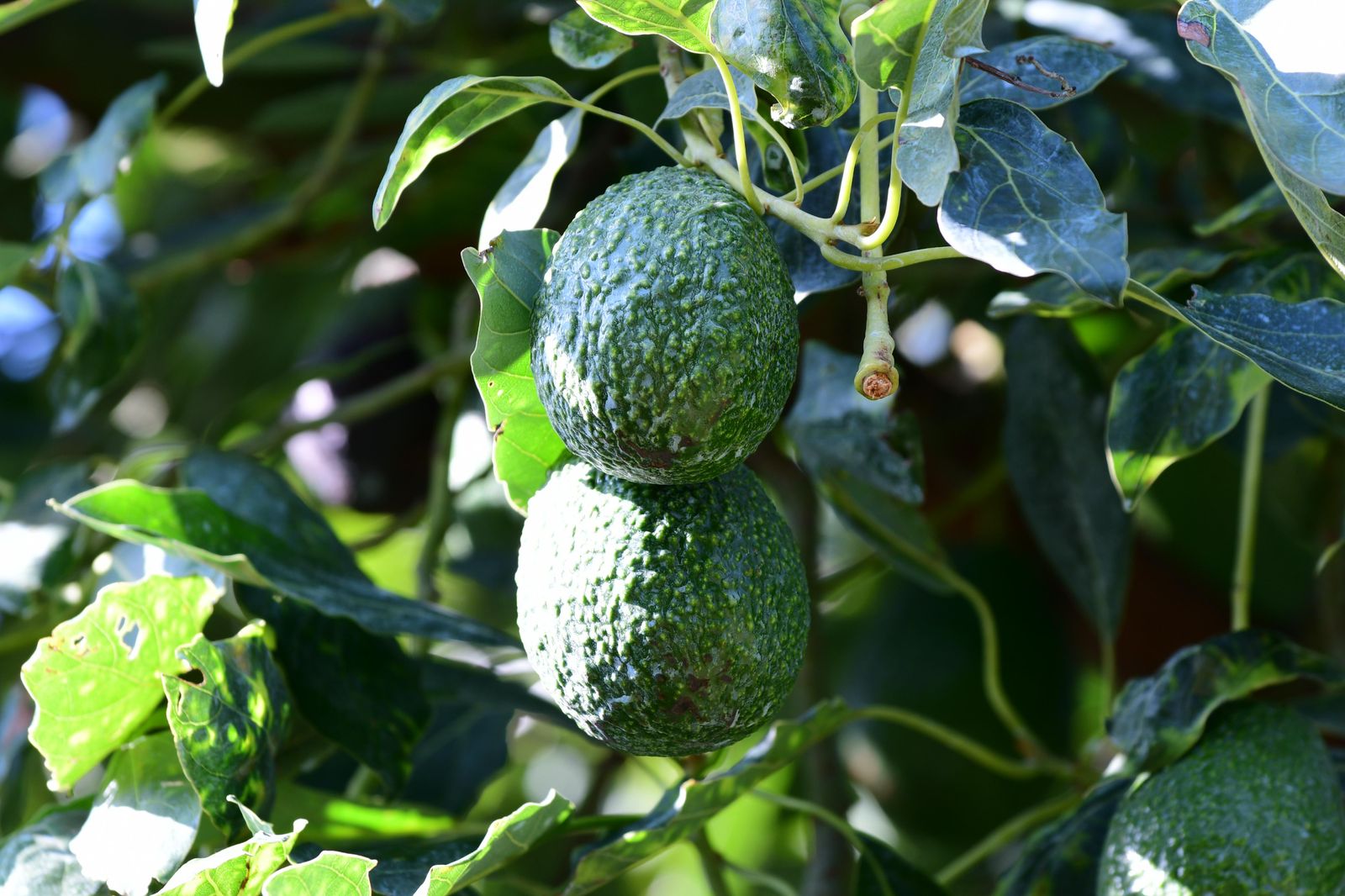 Certificado Laboral Agrícola garantizará salud y seguridad social en zonas aguacateras: Sedeco