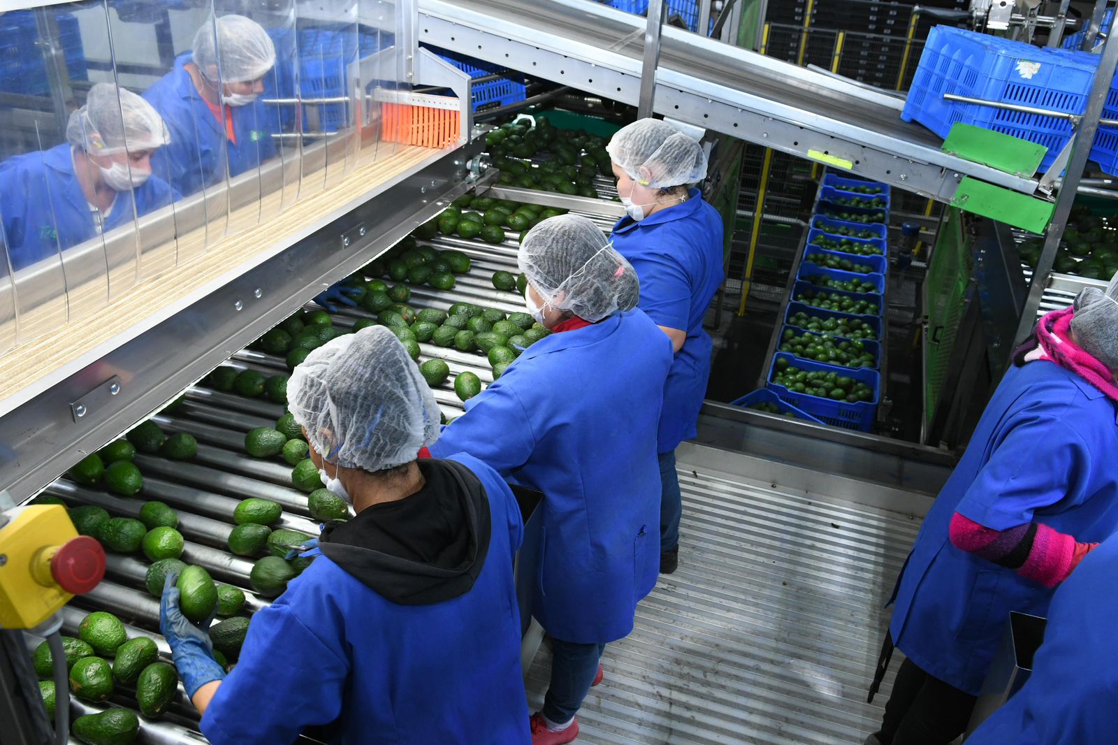 Michoacán proyecta iniciar con el Certificado Laboral para la Agroexportación en 2026