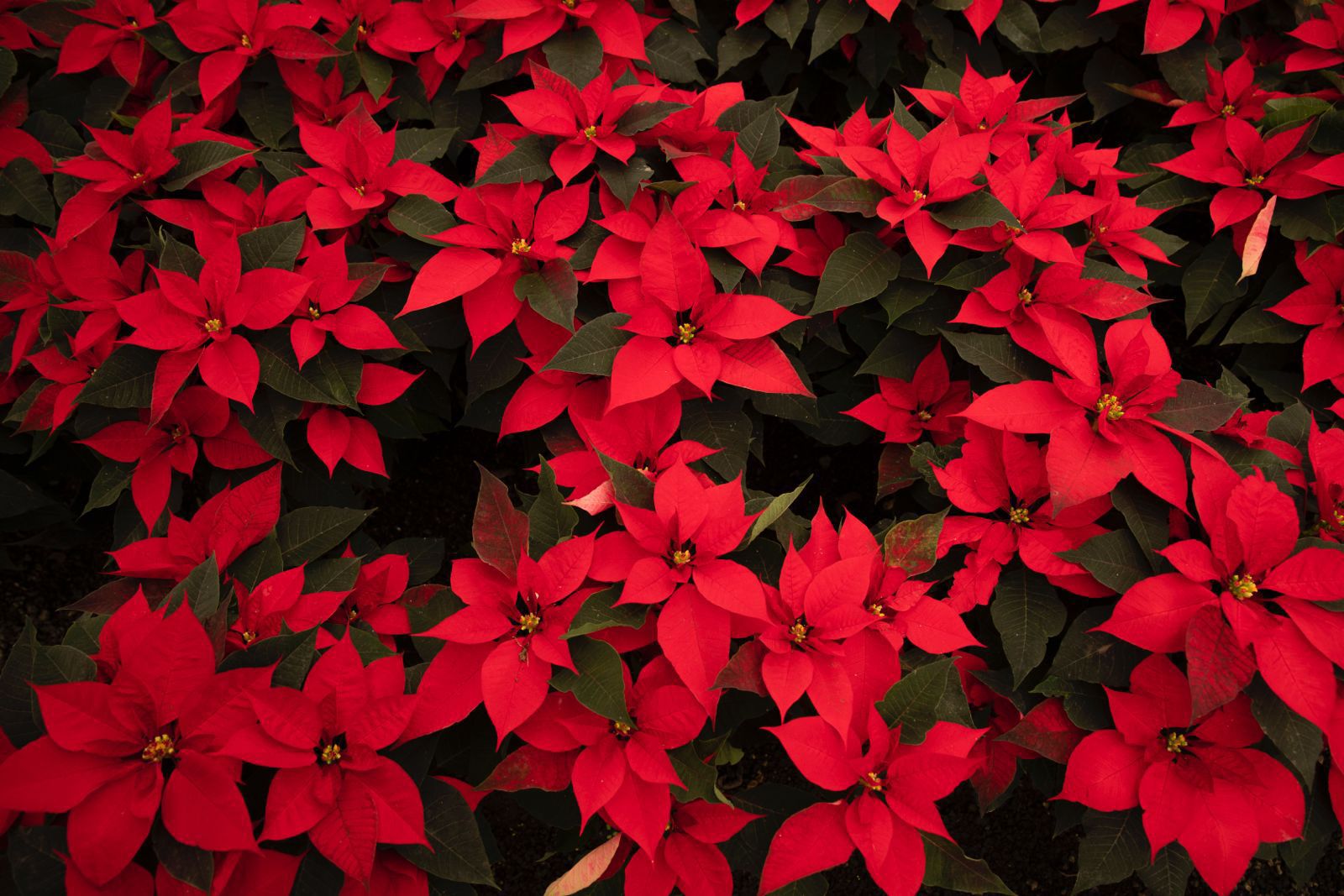 Michoacán, segundo estado mayor productor de Nochebuena en México