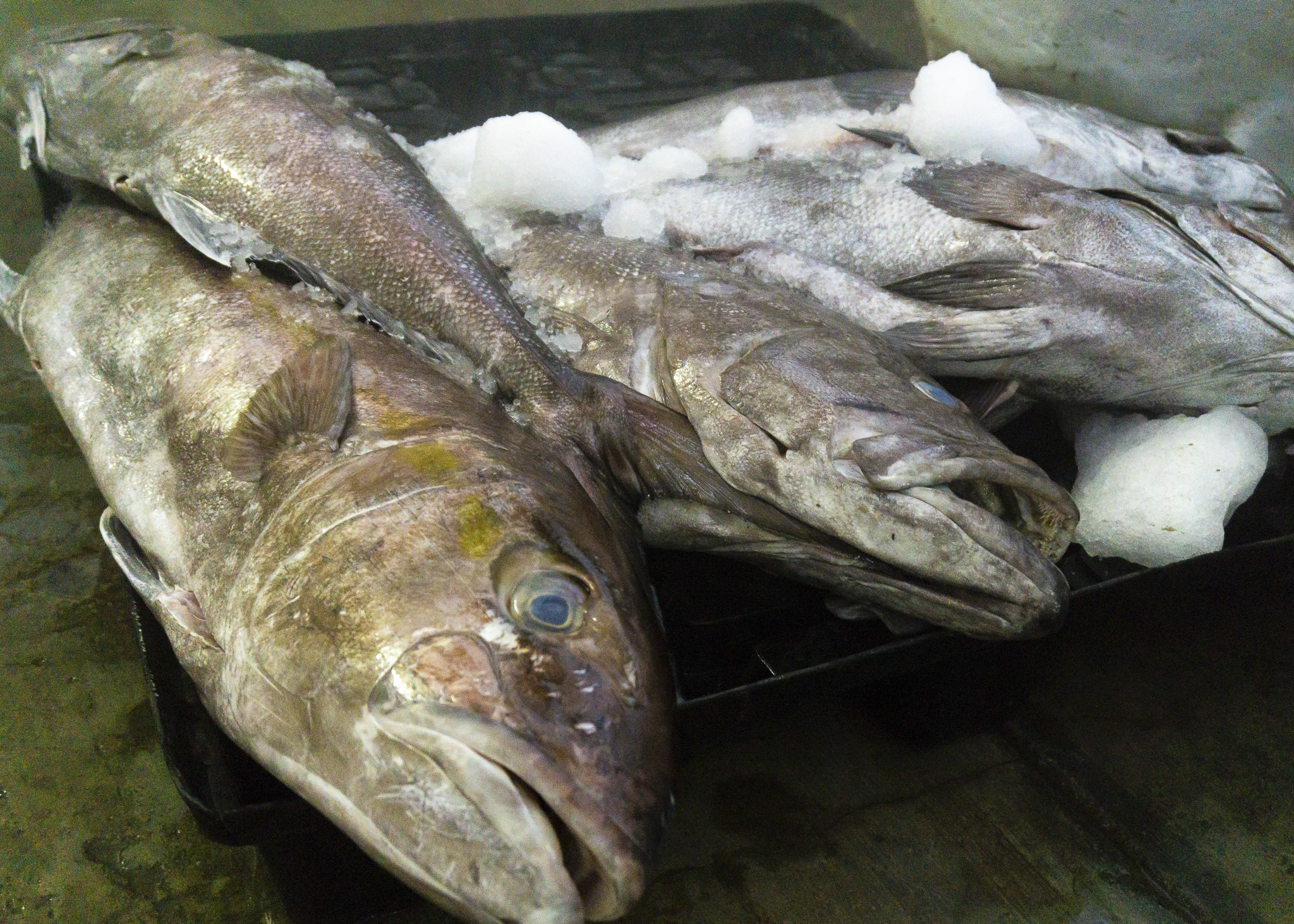 En febrero inicia periodo de veda para siete especies marinas en 10 estados de la República