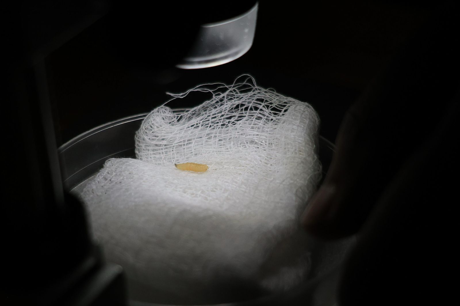 Detectan primer caso aislado de gusano barrenador en Villa Madero: Sader