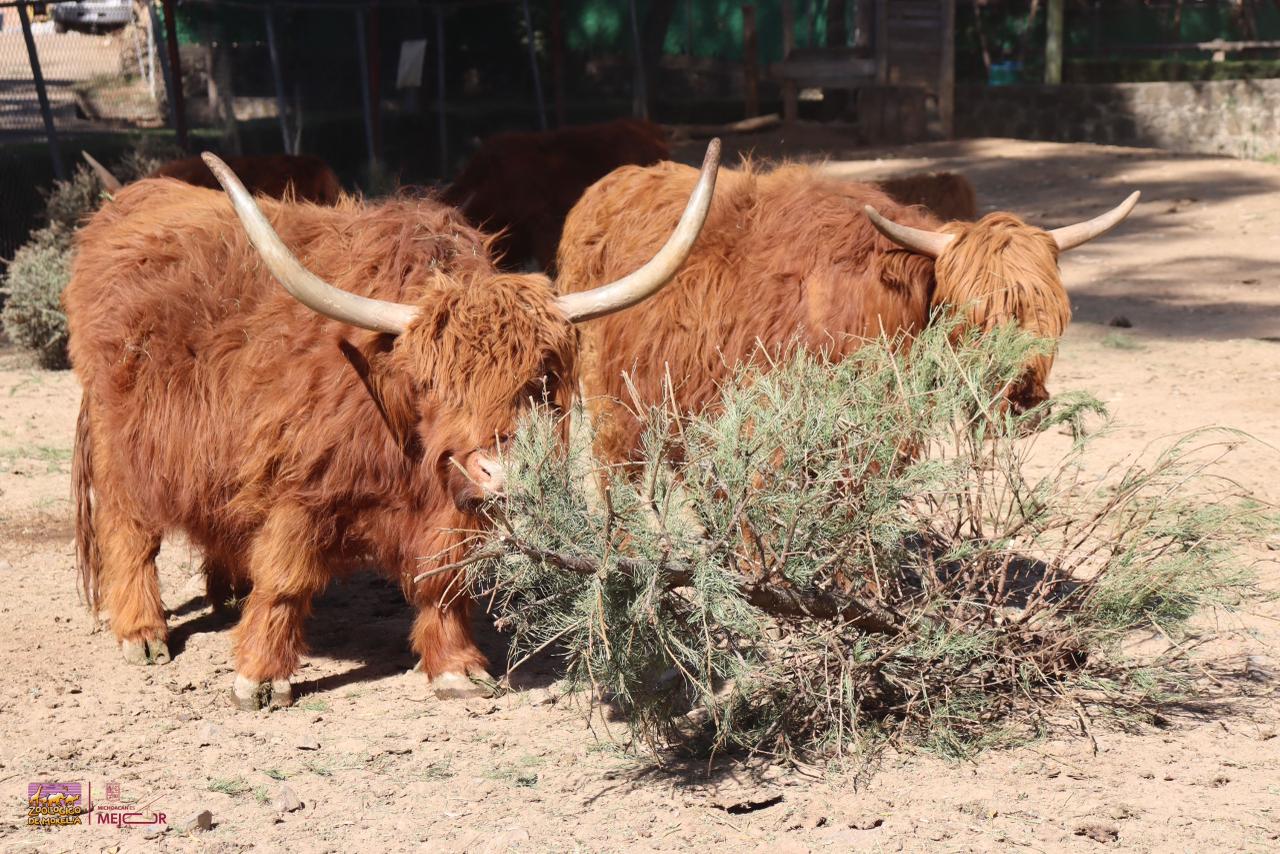 Zoológico de Morelia te invita a reciclar tu arbolito