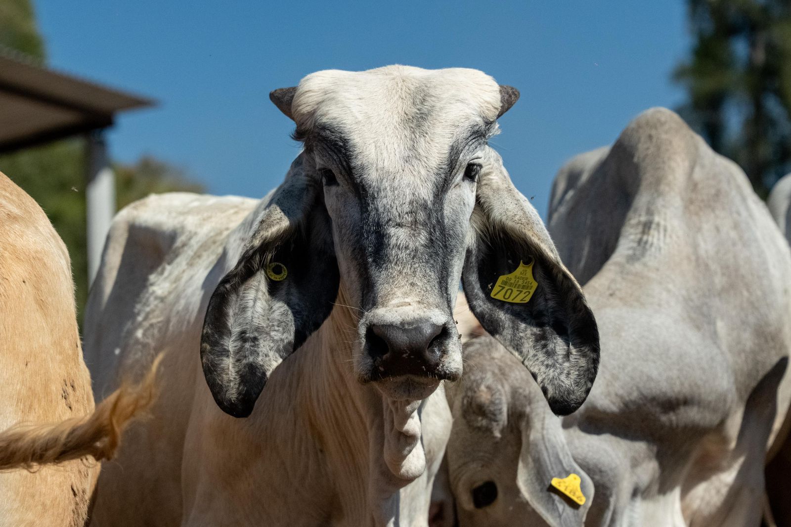 El caso de gusano barrenador en Michoacán, no afecta al sector: Sader