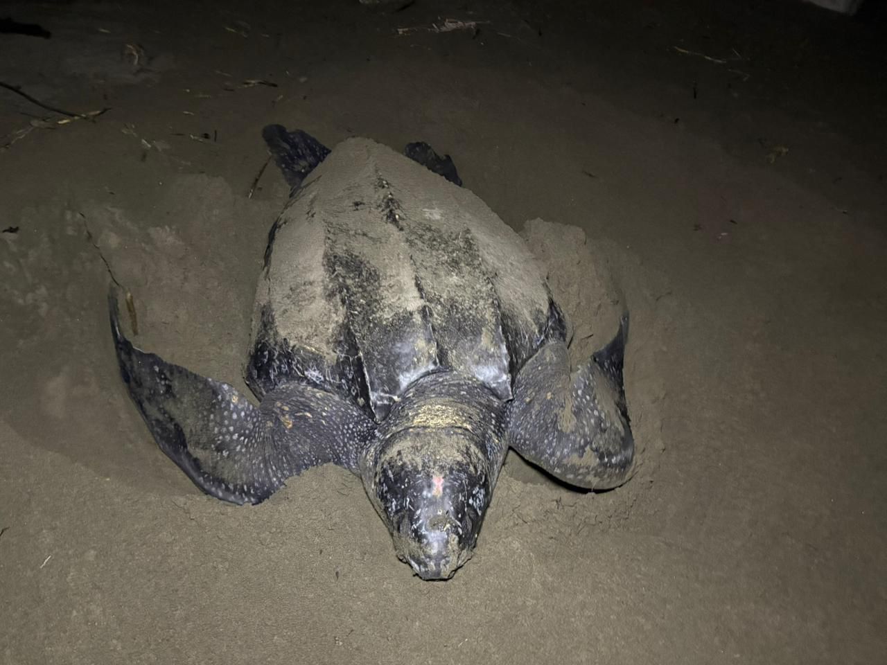Michoacán se consolida como santuario de la tortuga laúd; suman 100 nidos protegidos