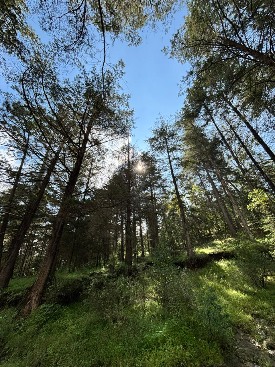 Árboles, la clave para conocer la historia de la contaminación: investigadores de la UNAM Morelia