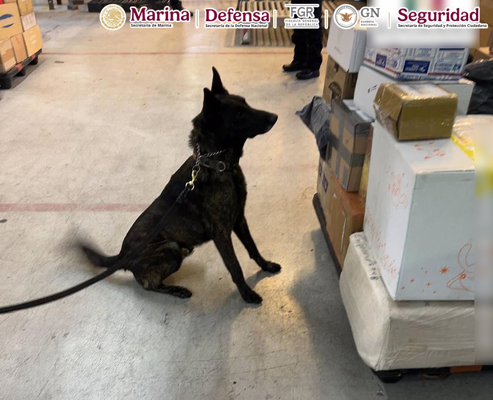 Autoridades aseguran paquete con fentanilo en el AICM Autoridades aseguran paquete con fentanilo en el AICM