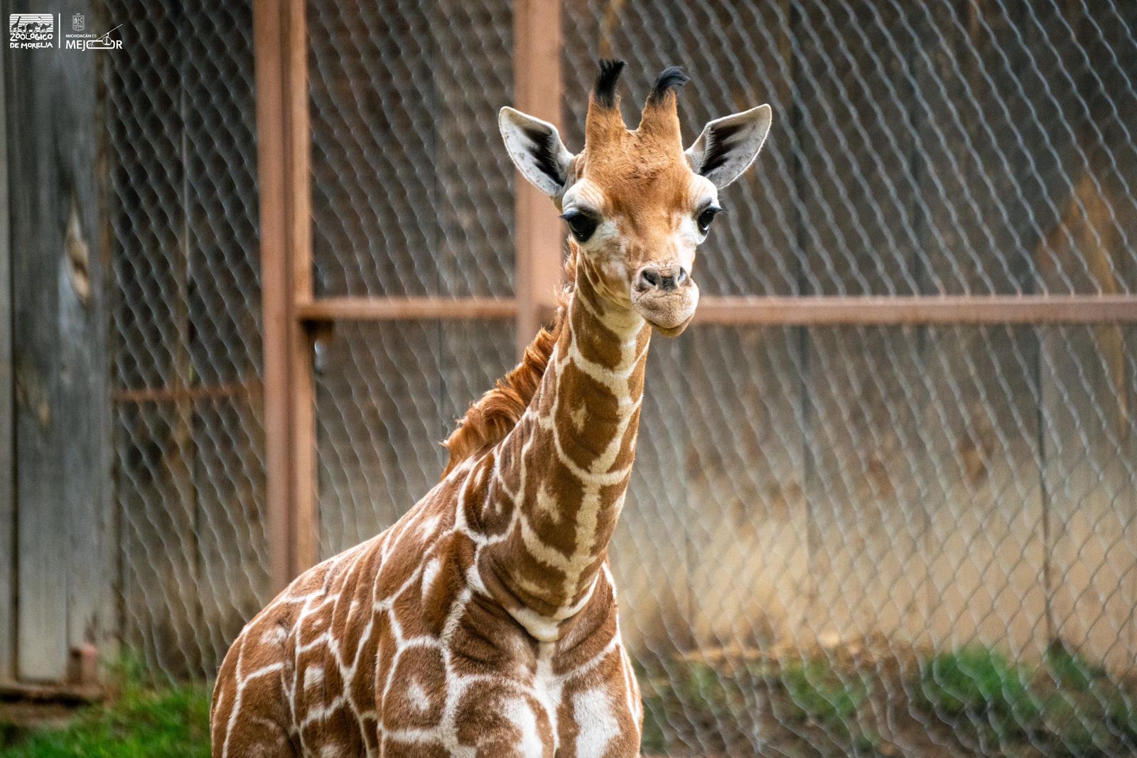 Abre Zoológico convocatoria para nombrar a su nueva cría de jirafa