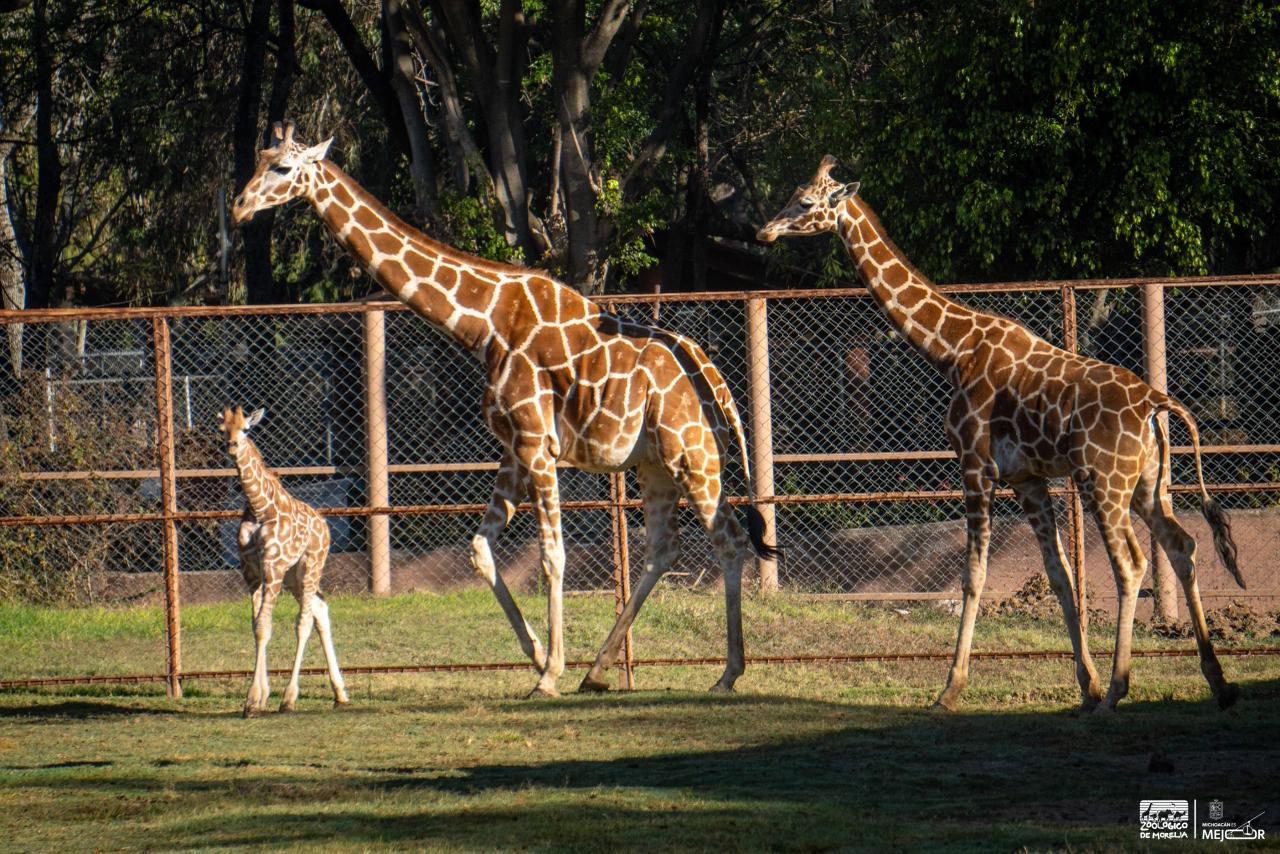 La nueva jirafita de Zoológico de Morelia ya está con su manada