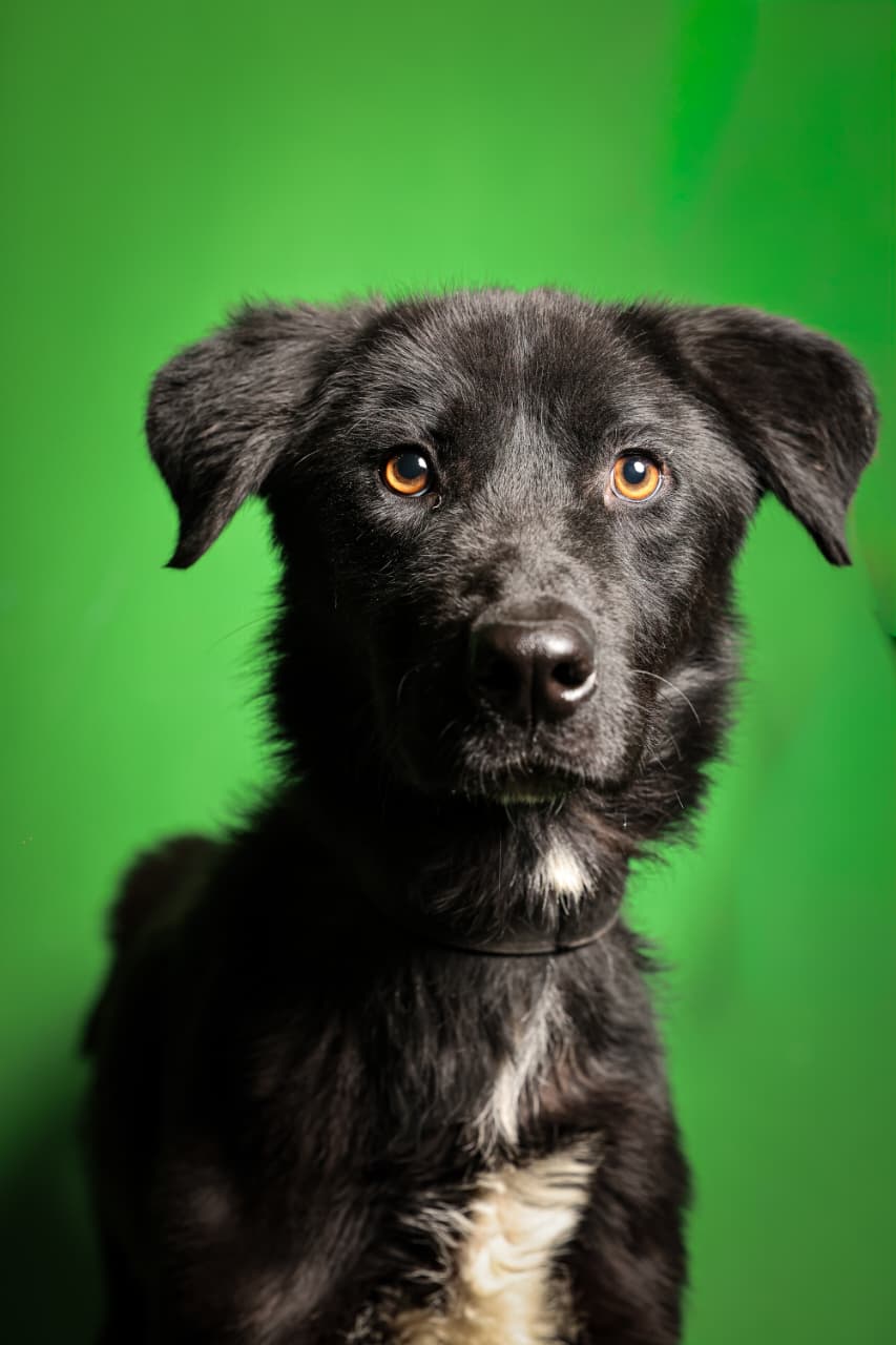 IMPA invita a cambiar una vida con la Primera Jornada de Adopción de lomitos y michis IMPA invita a cambiar una vida con la Primera Jornada de Adopción de lomitos y michis