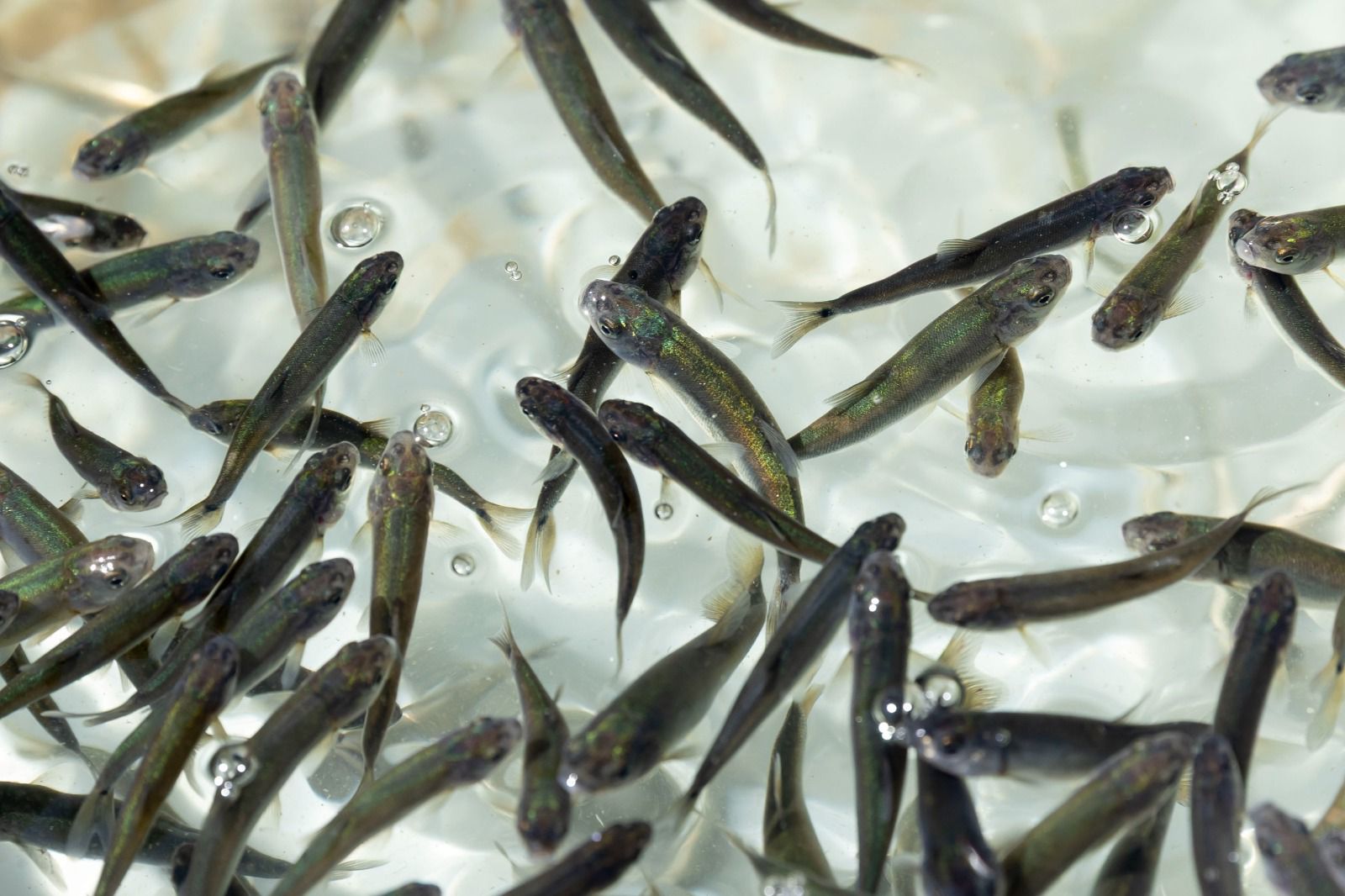 Michoacán busca sembrar vida con 200 mil peces nativos en el lago de Pátzcuaro