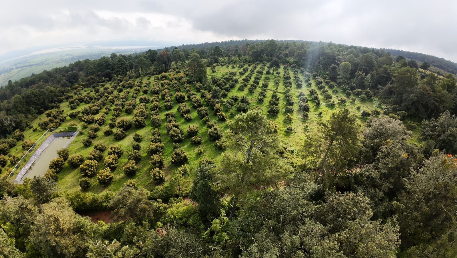 Avanza proceso de Indicación Geográfica para proteger al aguacate michoacano: ARB